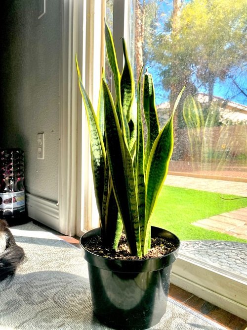 Snake plant placed near bright window