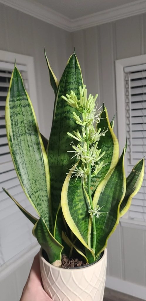 Blooming Snake Plant