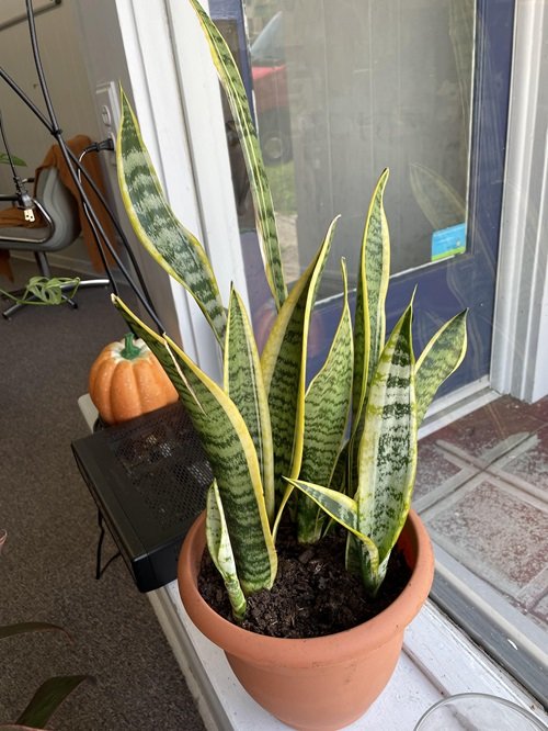 Watering a Snake Plant