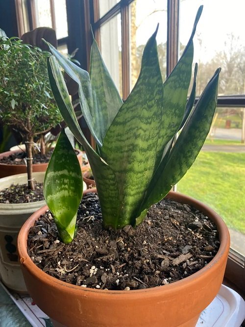 Snake plant pups growing in pot