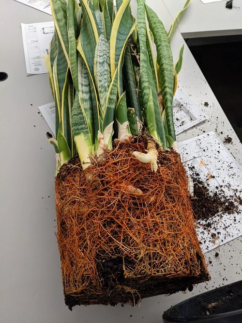 Rootbound snake plant in pot