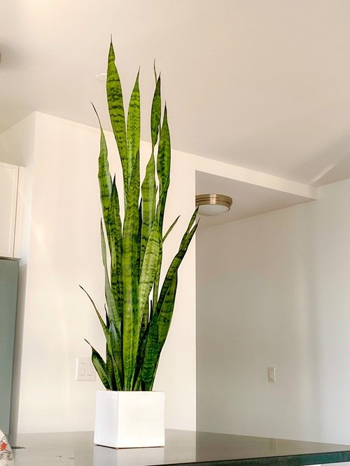 Tall upright Snake Plant