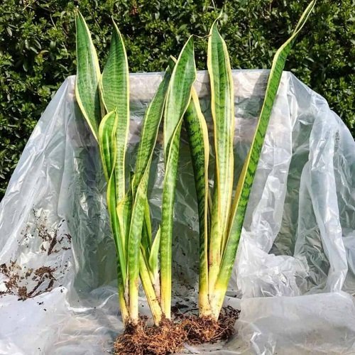 Dividing a snake plant