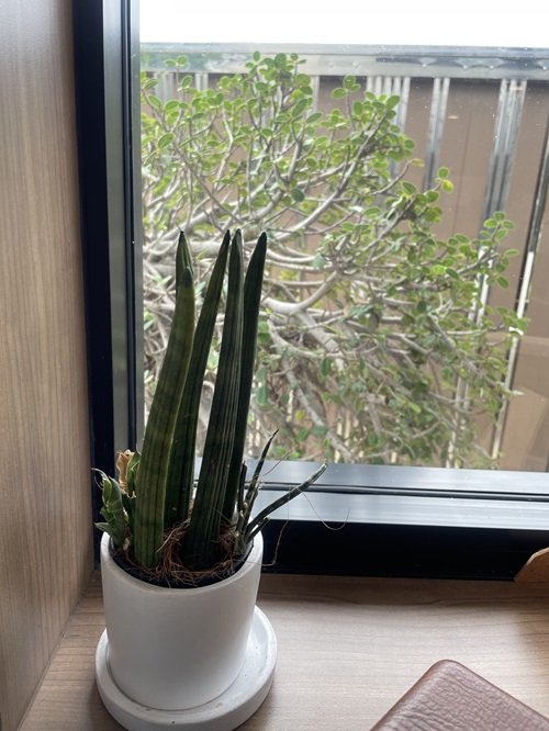 Snake Plant near window
