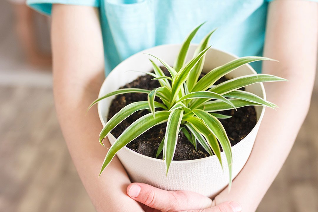Hand holding a potted plant, indoor gardening concept