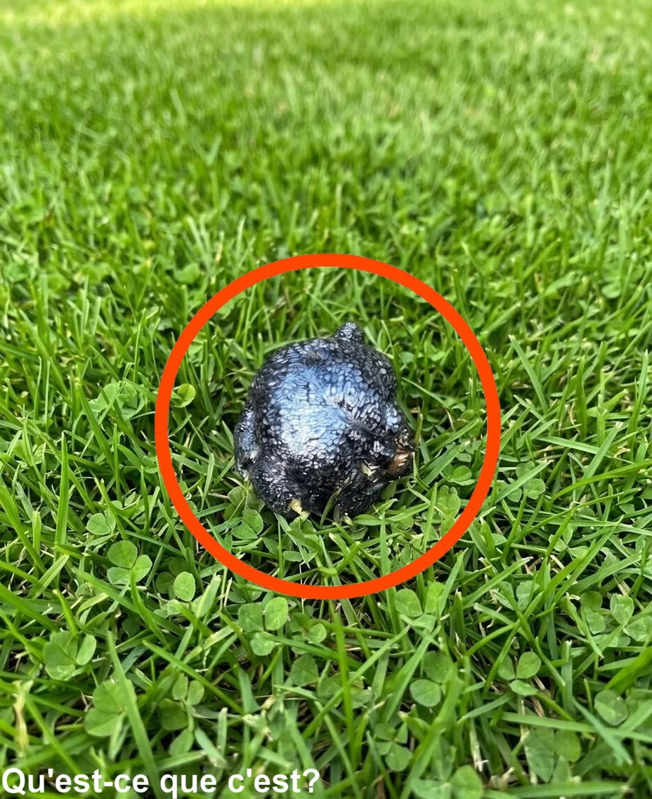 Strange object on the lawn
