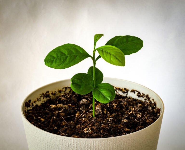 young potted lemon tree shoot