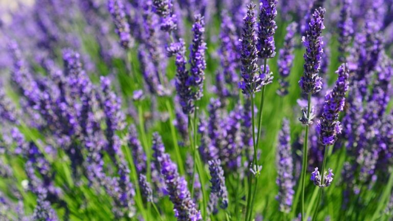 Lavender in pot