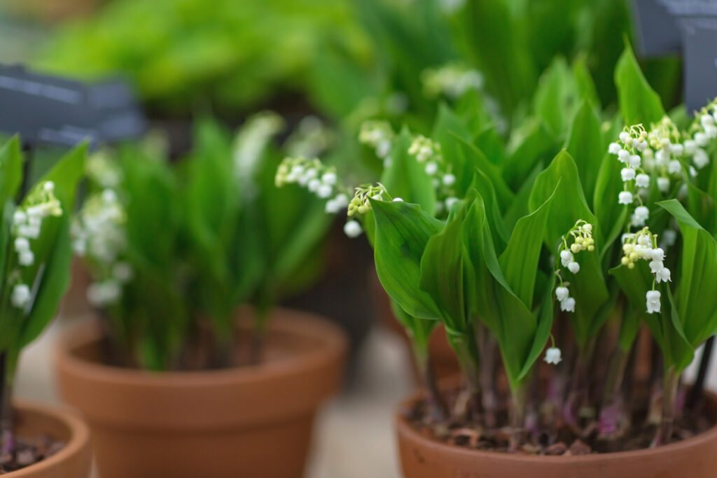 lily of the valley in pot