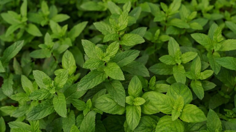 Mint in pot