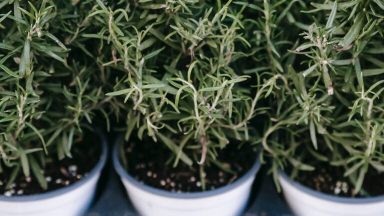 Rosemary in pot