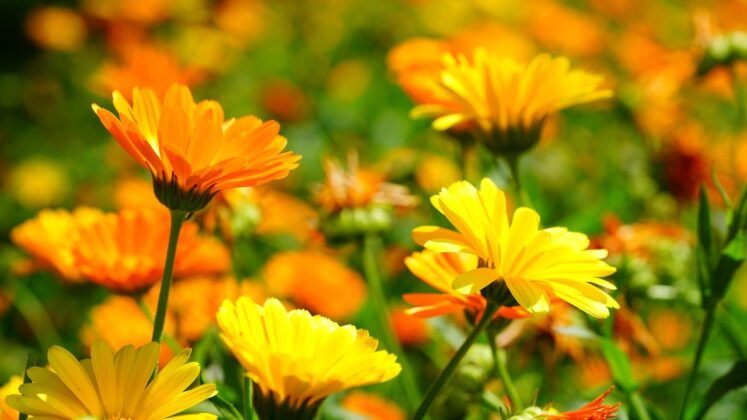 Calendula flower