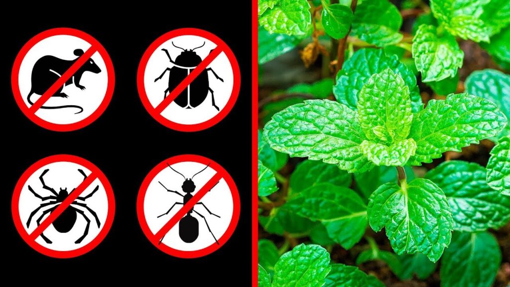 Repellent plants for insects and rodents