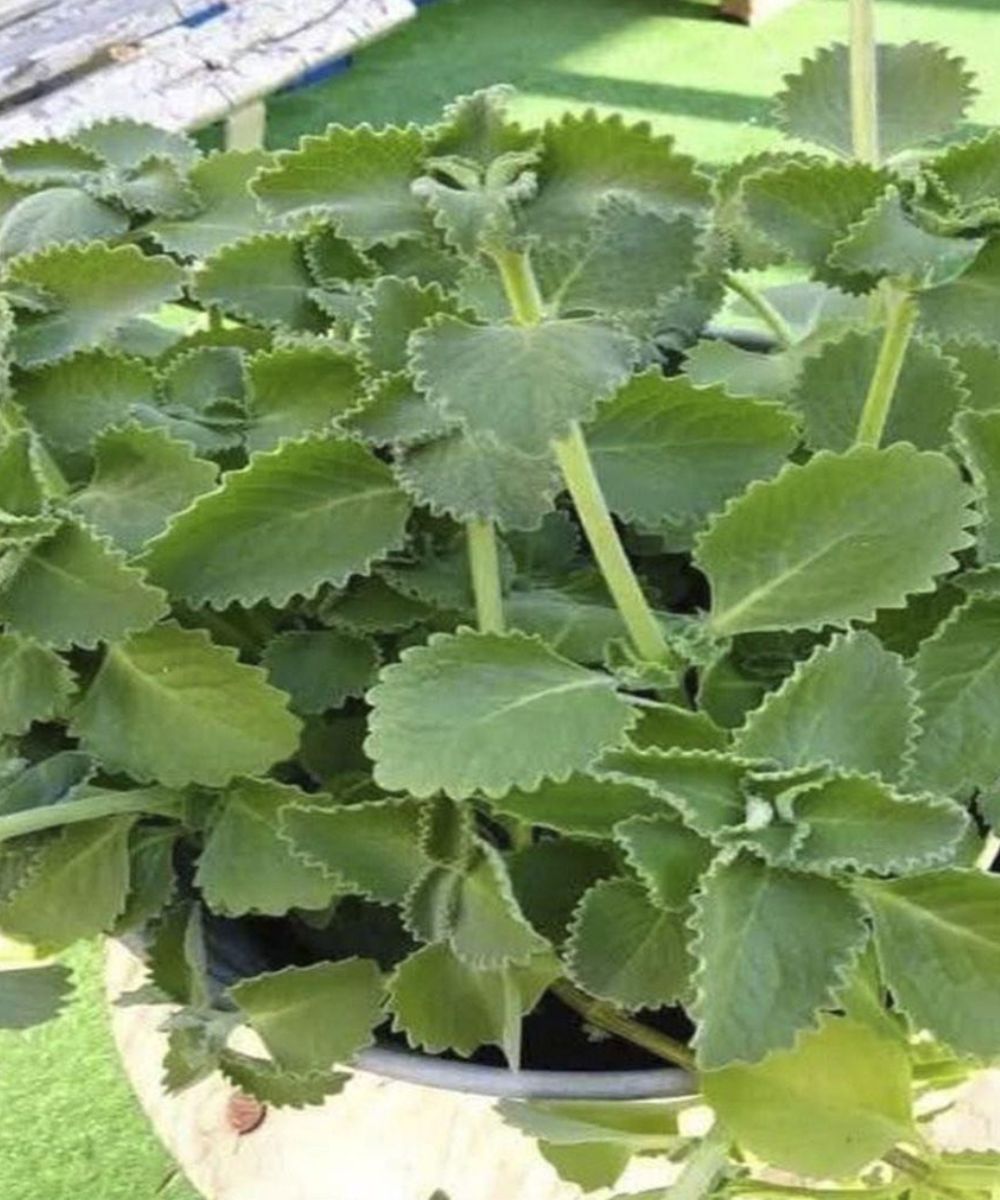 Oregano, aromatic plant