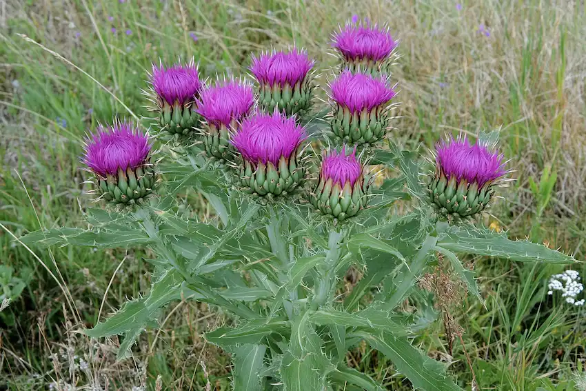 common thistle plant in a natural outdoor environment