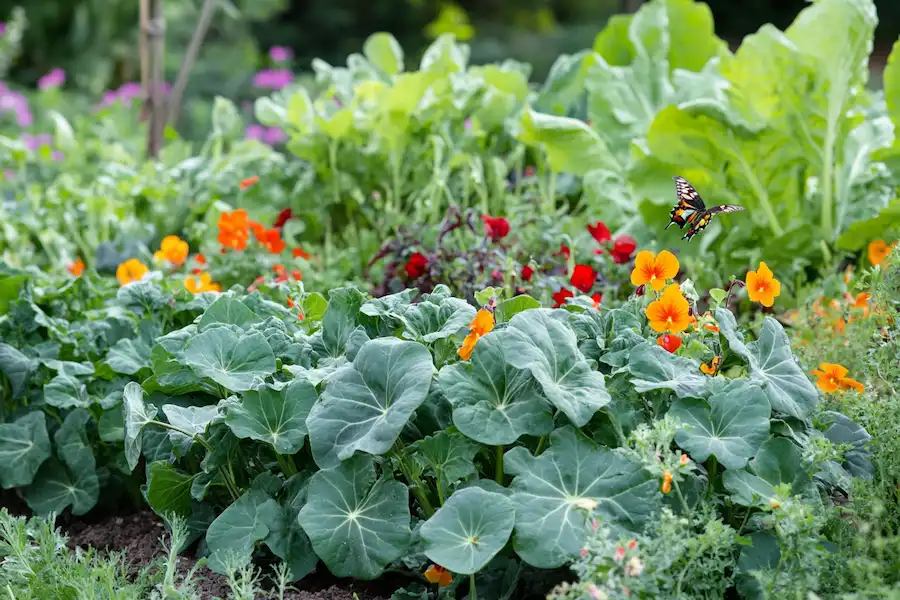 flourishing nasturtium plants with bright orange, red, and yellow flowers among various green vegetables