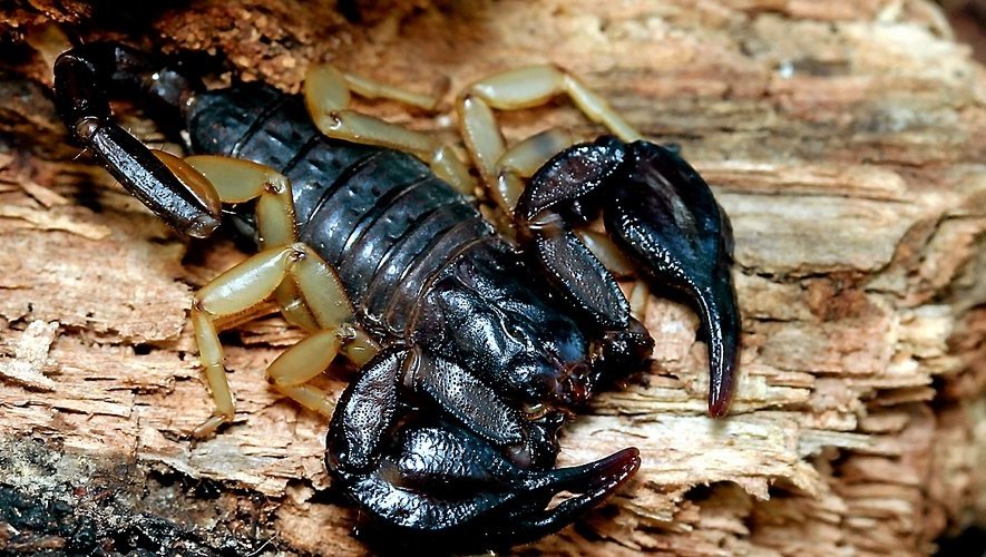 Scorpion on a light surface