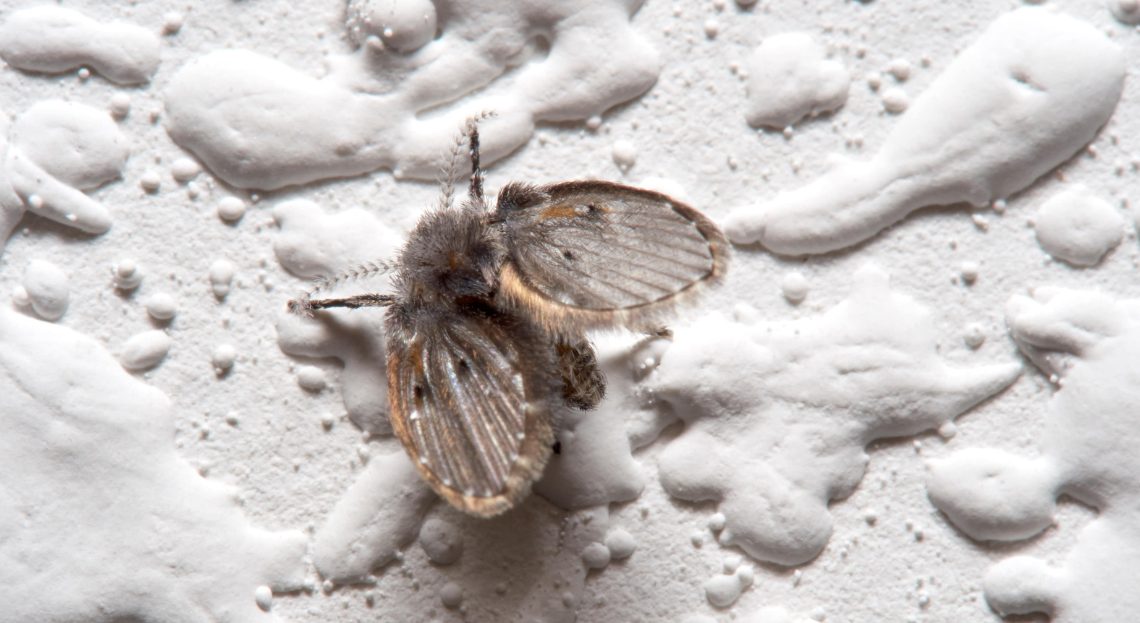 Drain fly in pipes