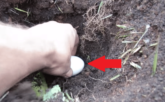Egg for gardening
