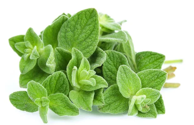 Oregano leaves