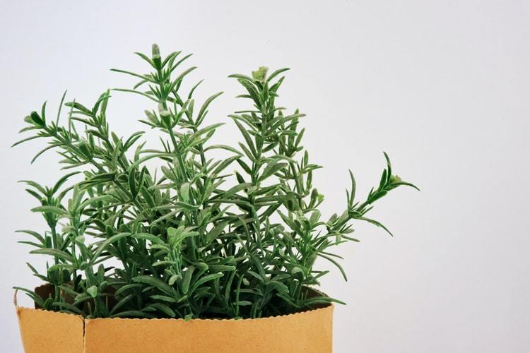 Rosemary leaves