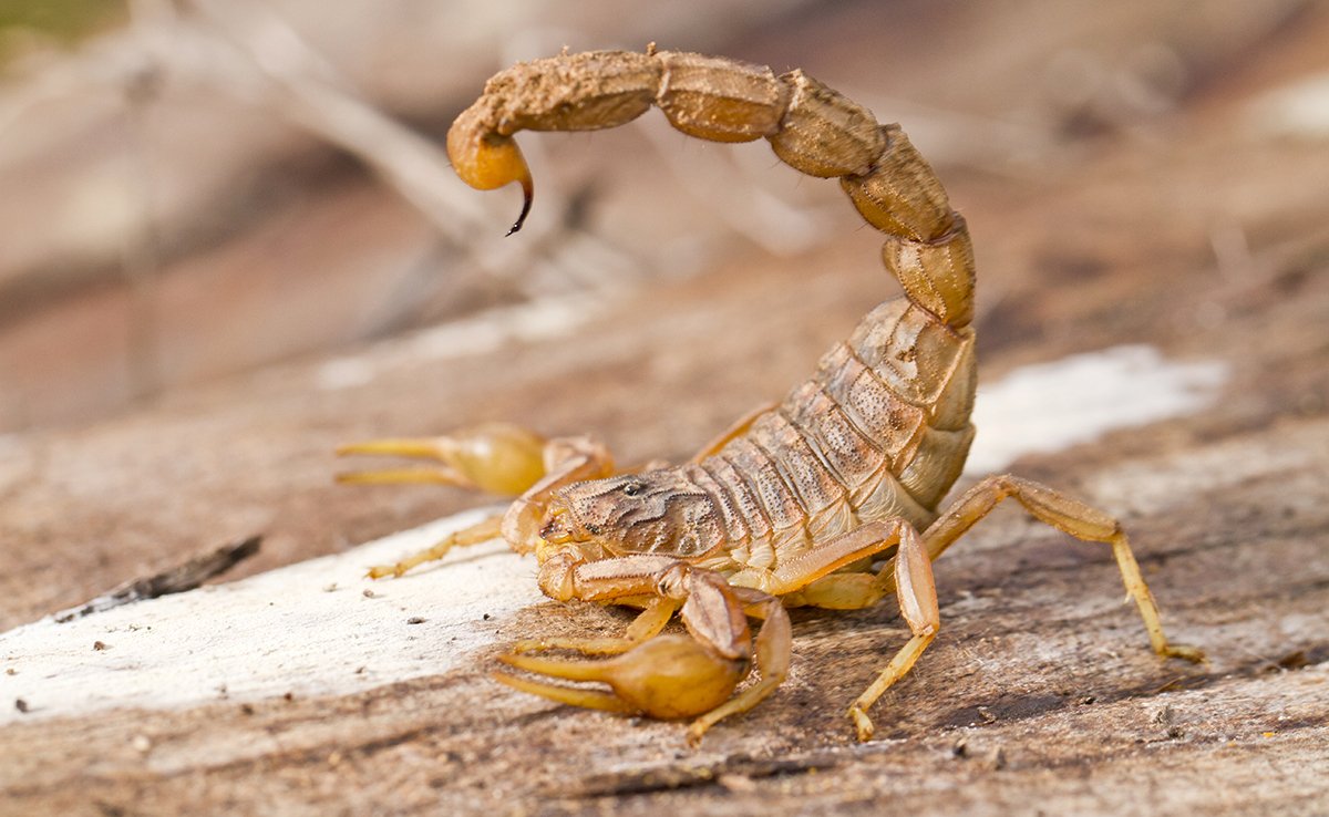 Deadly scorpion on a natural background