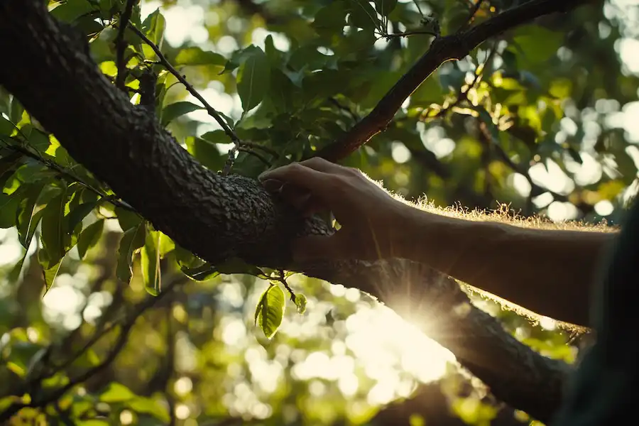 pruning a tree using shears