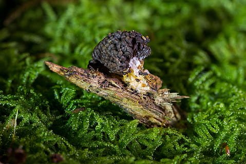Colored slimy mold