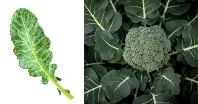 Broccoli leaves