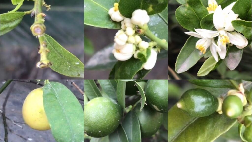 potted lemon tree