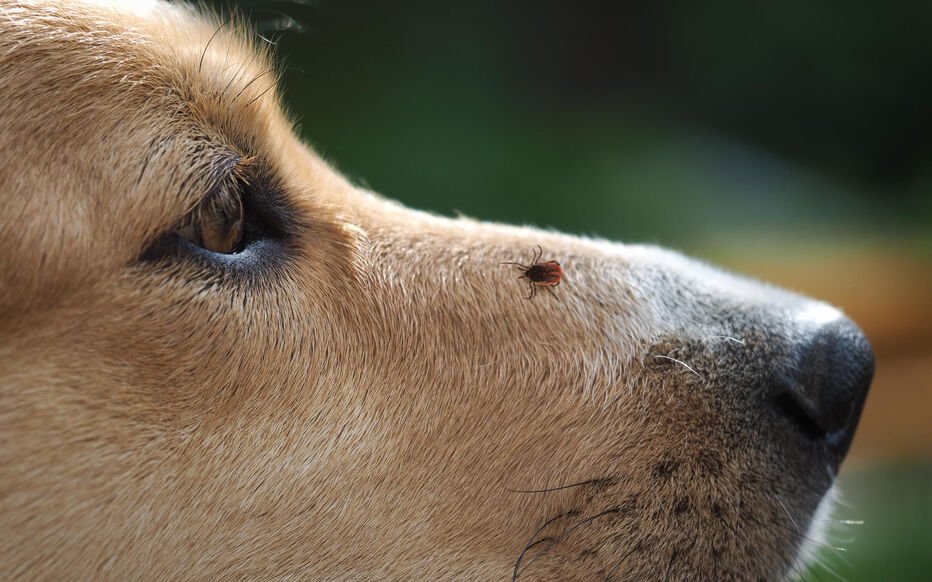 Dog and cat protected against ticks