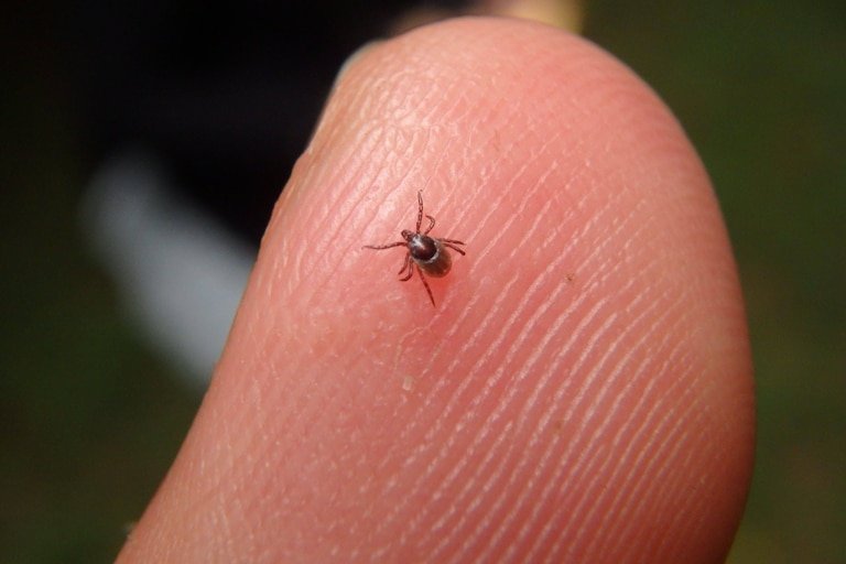 Ticks in a garden