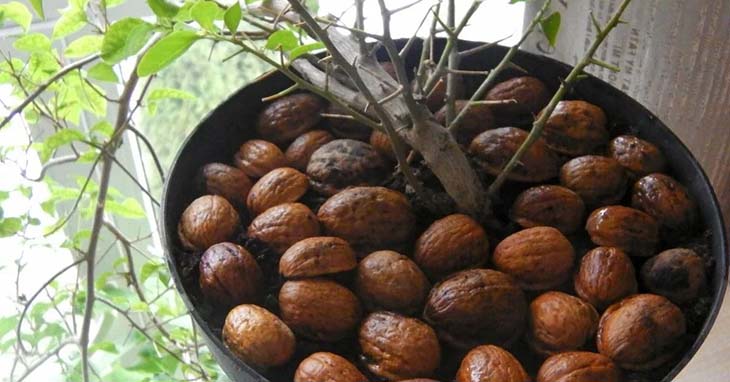 Walnut shell in a pot