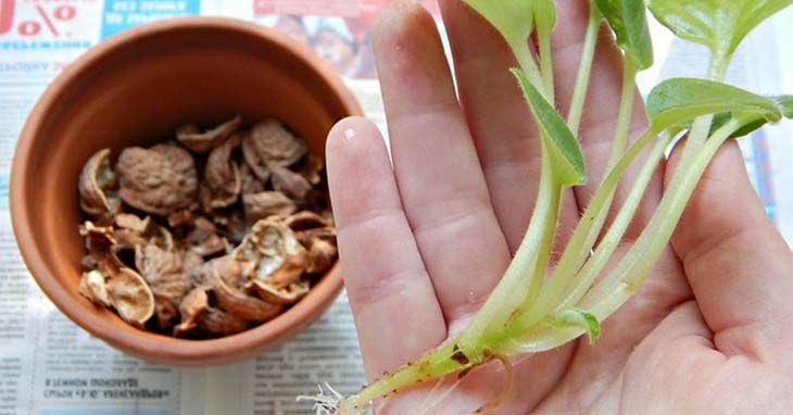 Walnut shells in a pot
