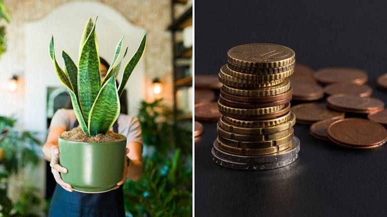 Plant in a pot