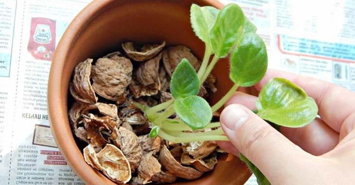 Plant on a bed of walnut shells