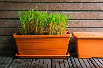 Repellent plants against ticks