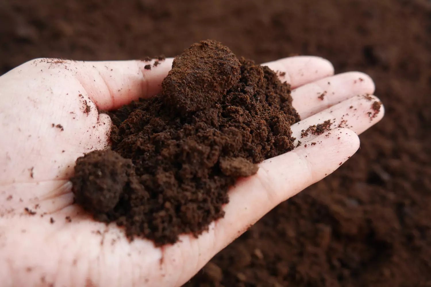 Coffee grounds for gardening