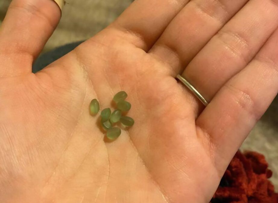 A surprising discovery inside a toilet paper roll: these little green balls have a surprising explanation