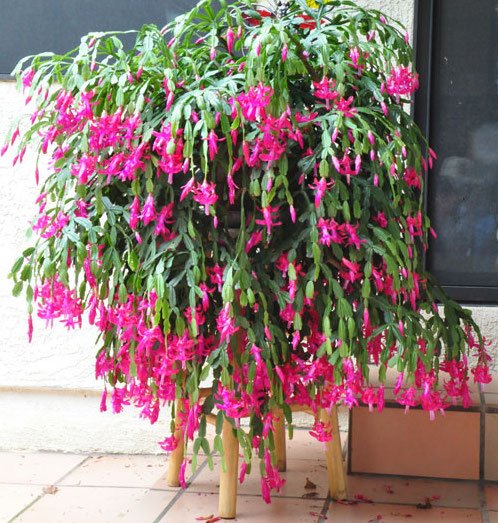 Christmas cactus cutting