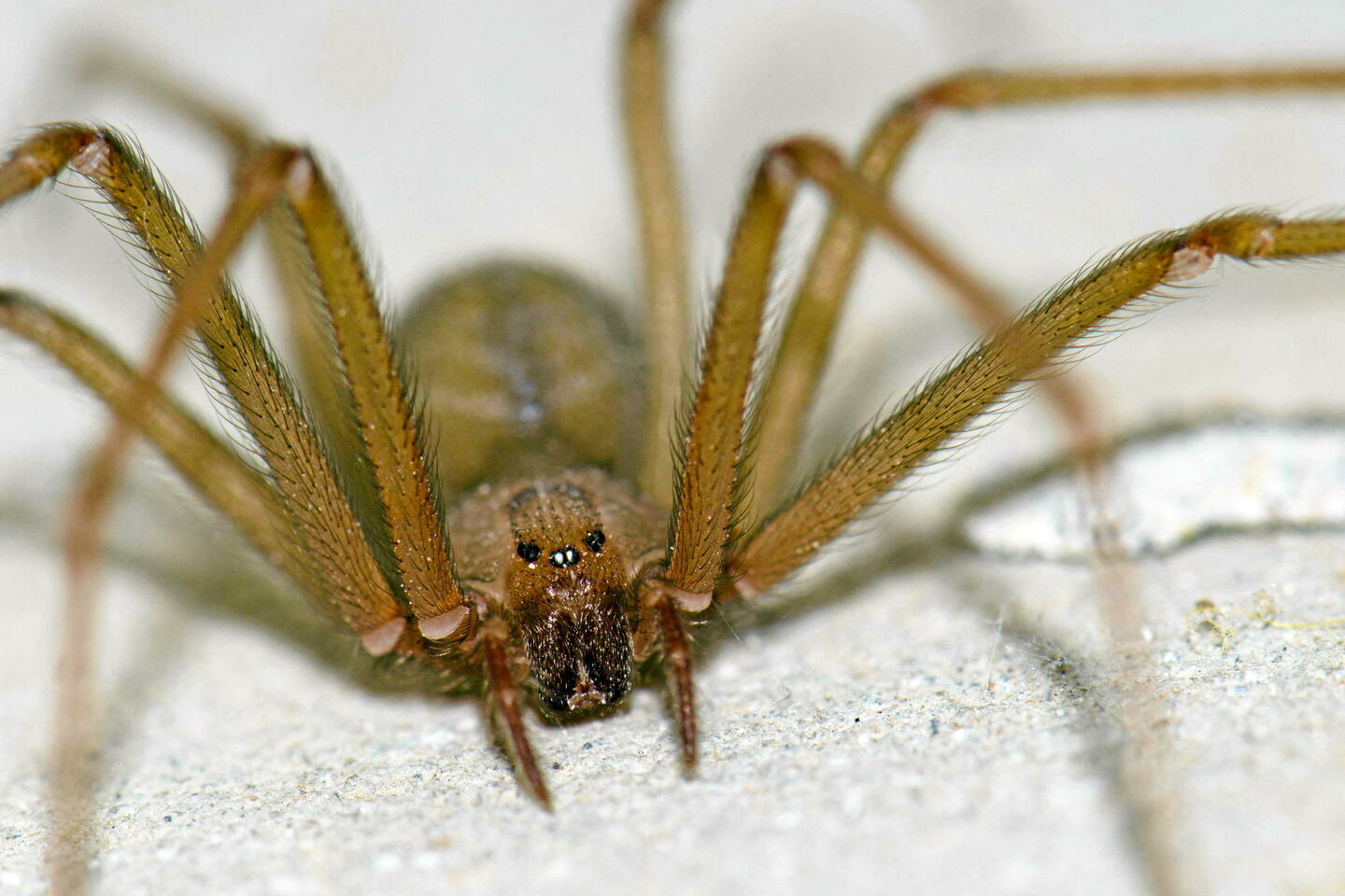 Symptoms of Spider Bite