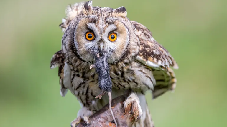 Owl perched in a tree