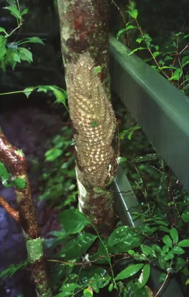 Intervention to remove insects from a tree