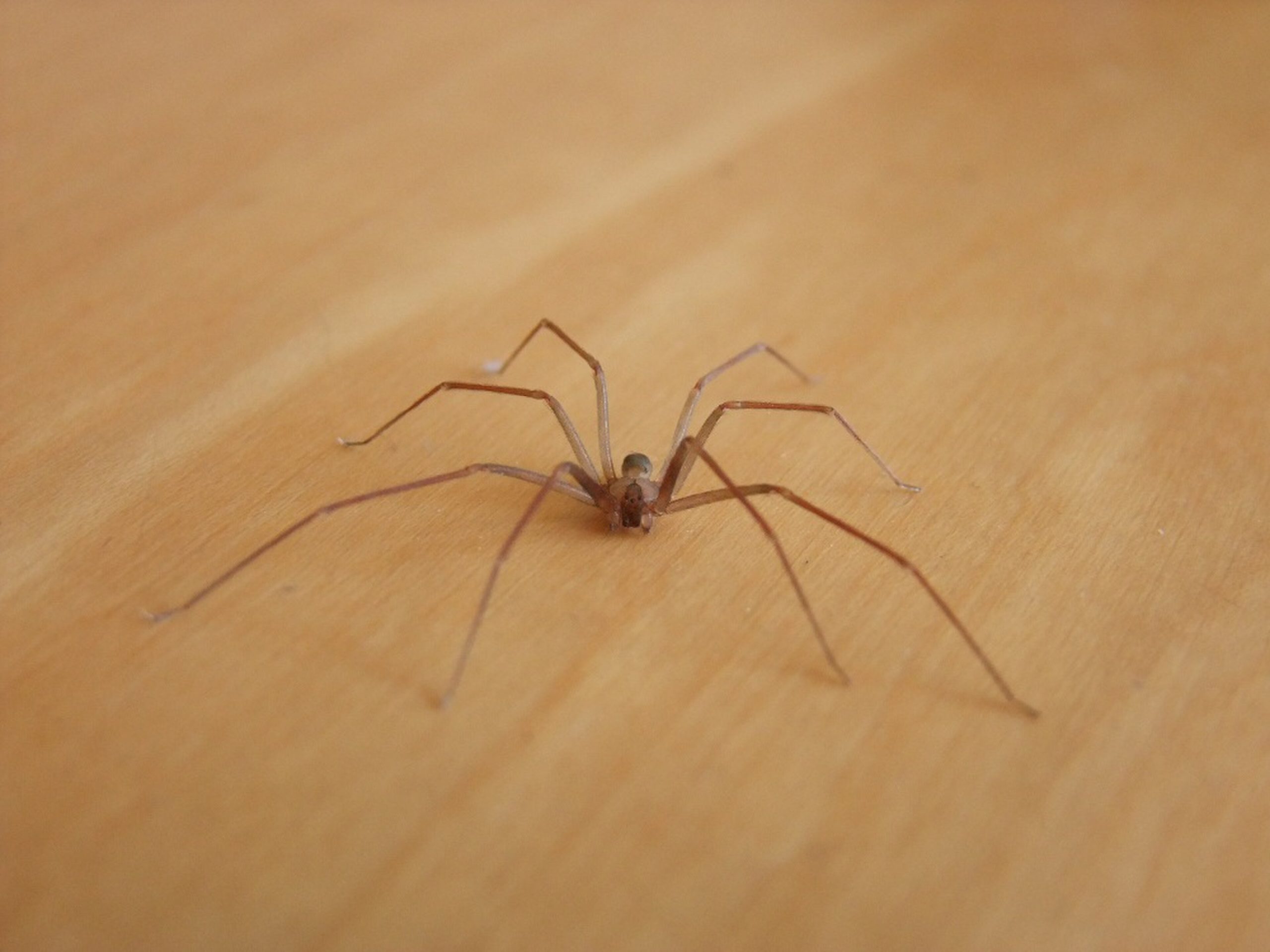 Violin Spider