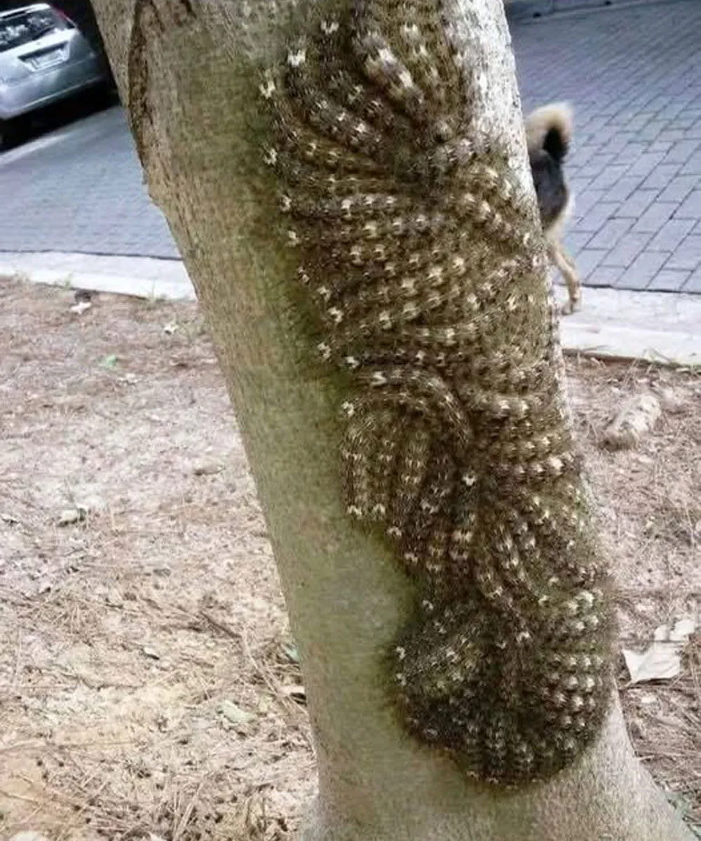 Child observing a striped tree
