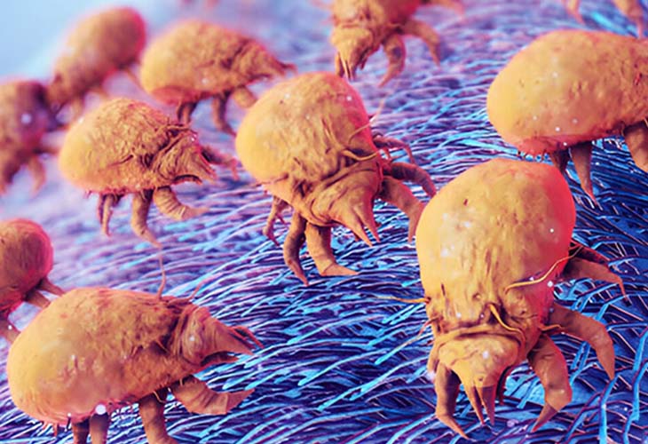 Dust Mites