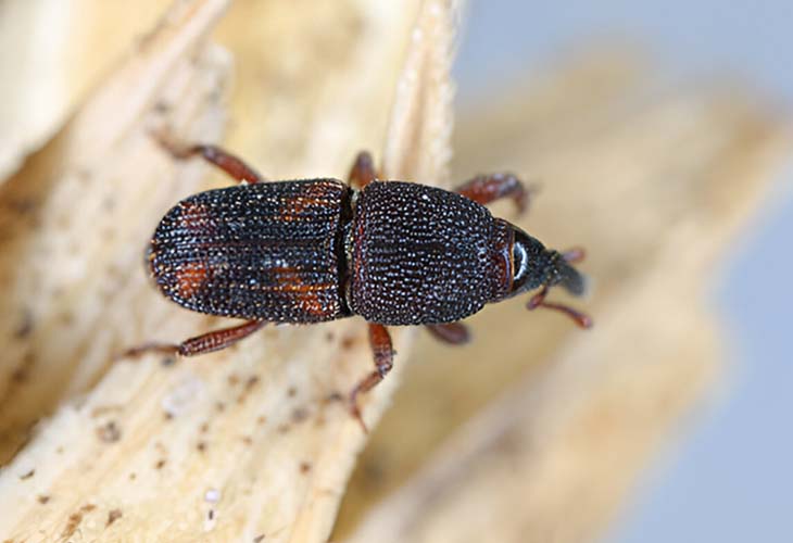 Weevils