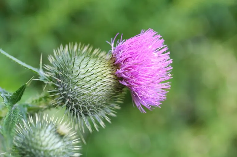Common thistle in bloom