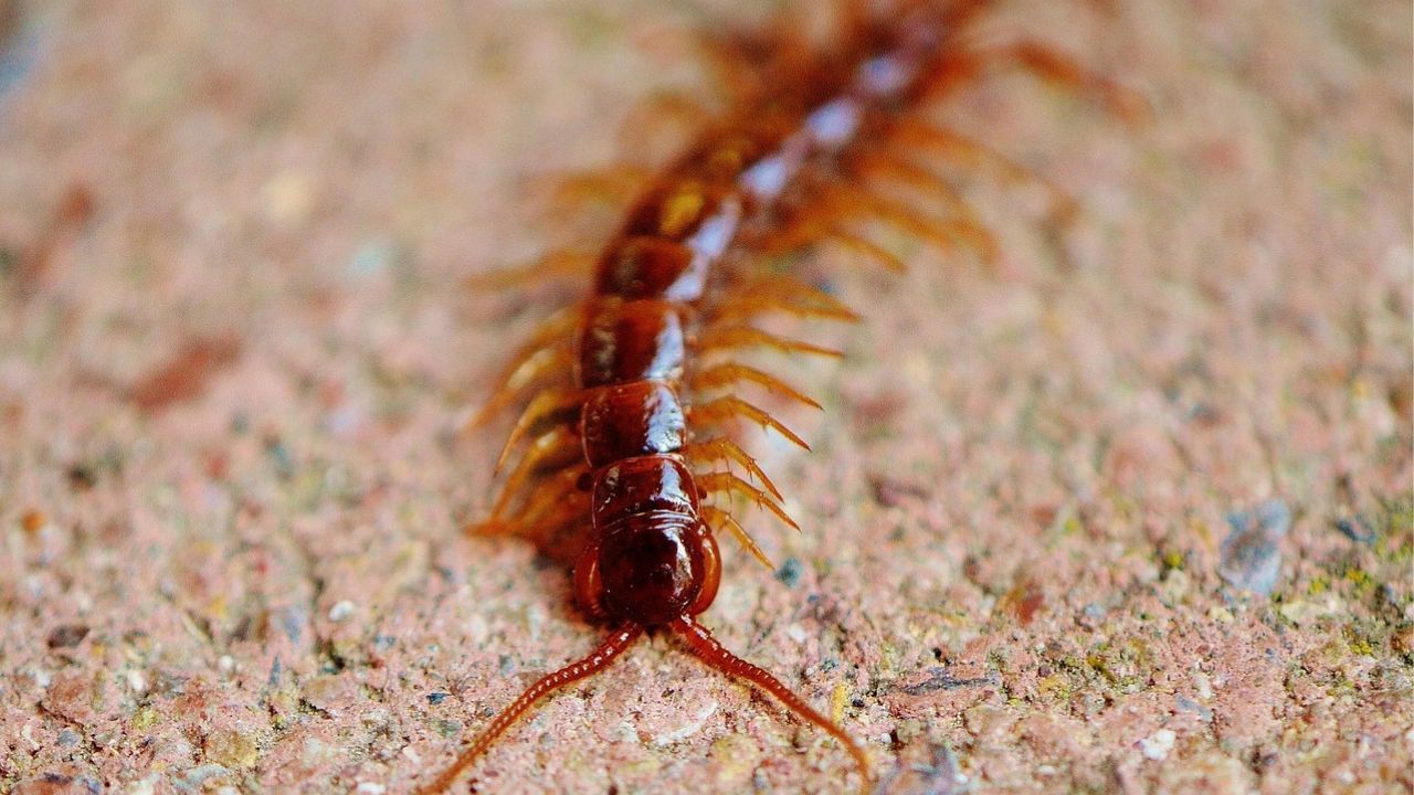 Centipede bite