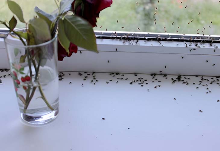 Ants by the Window